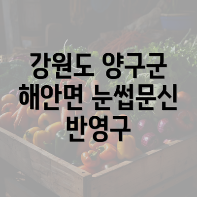 강원도 양구군 해안면 눈썹문신 반영구