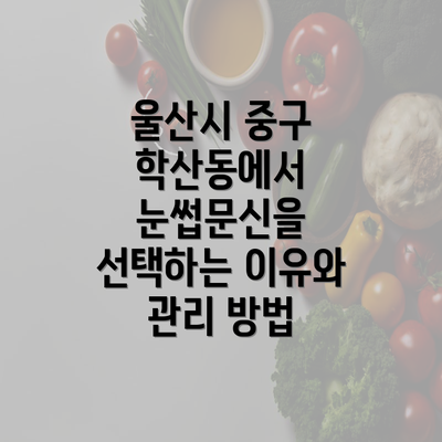 울산시 중구 학산동에서 눈썹문신을 선택하는 이유와 관리 방법